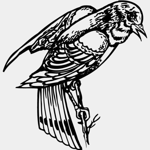 BIRD051 Thumbnail